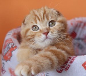 Scottish Fold