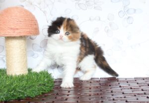 Mimi Espectral Tigre