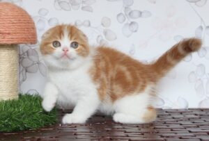 Kiwi Goose Espectral Tigre
