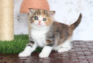 Lia Espectral Tigre
