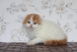 Nathan Espectral Tigre